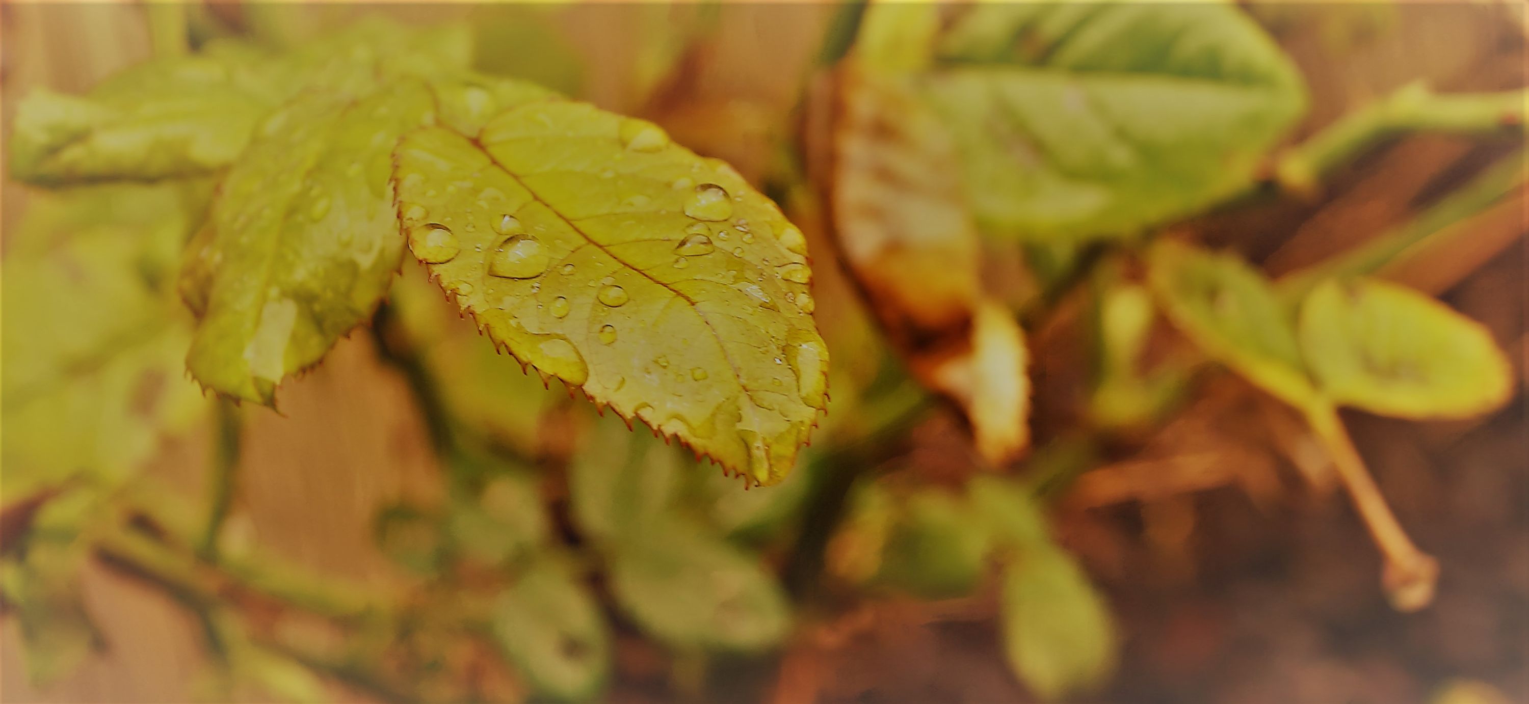 DSC02020 (2) - Copie